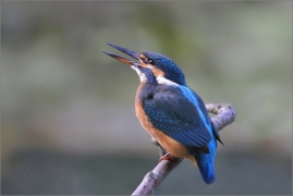 <p>LEDŇÁČEK ŘÍČNÍ (Alcedo atthis)</p>
